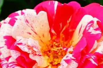 盆栽月季花的日常养护