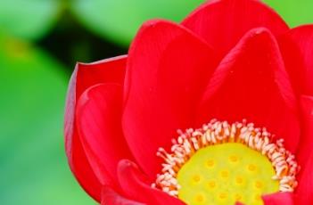 荷花与睡莲的区别