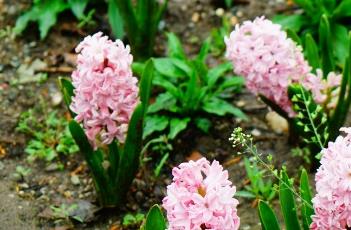 风信子 风信子的养殖方法与注意事项