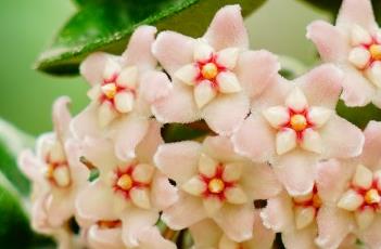 卷叶球兰 卷叶球兰开花图片