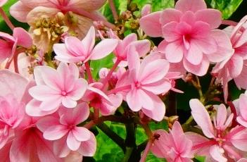 绣球花的养殖方法