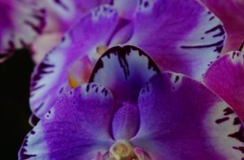 蝴蝶兰的栽培要点