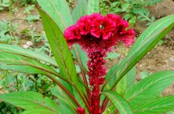 鸡冠花不开花的原因及解决方法（鸡冠花打顶后不开花）
