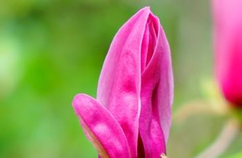 紫玉兰的施肥方法（紫玉兰的施肥方法视频）