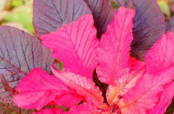 雁来红的繁殖方法 雁来红的繁殖方法