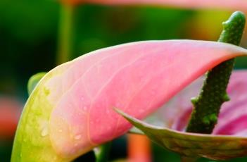 红掌水培的方法