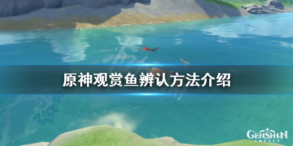 原神观赏鱼怎么得 原神观赏鱼什么意思