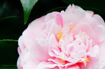山茶花花语（山茶花花语文案）