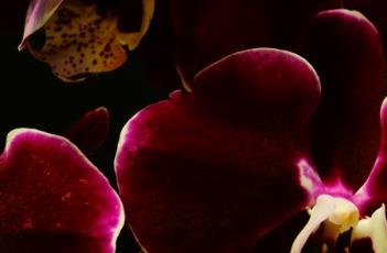 蝴蝶兰花谢后的养护方法