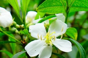 白花印度野牡丹