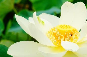 荷花的栽培技术（荷花的栽培技术管理）