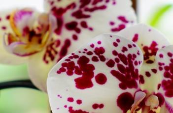 蝴蝶兰花期养护方式