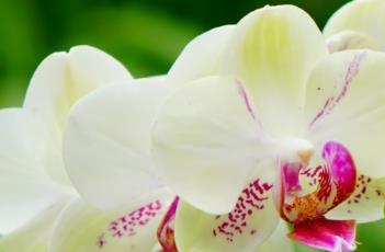 蝴蝶兰的栽培要点