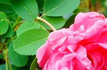 月季花的养殖方法