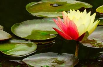 睡莲的花语 睡莲的花语