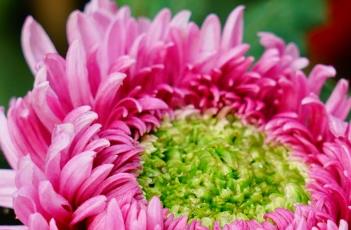 菊花的生长特性 菊花的生长特性