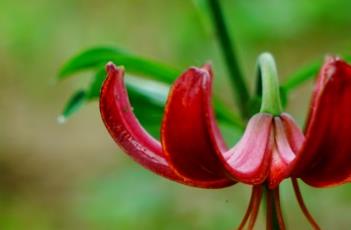 百合花芽期施什么肥（百合花花期施什么肥）