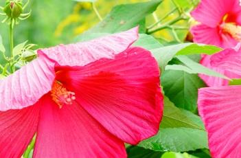 芙蓉葵（芙蓉葵的寓意和花语）