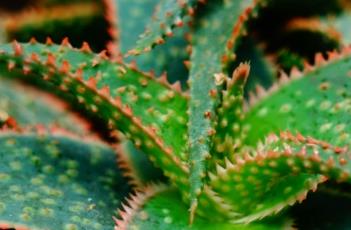 圣诞芦荟（圣诞芦荟能长多大）