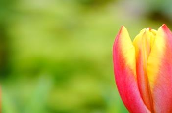 郁金香的繁殖方法 郁金香的繁殖方法