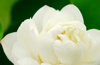 莲子的种植方法