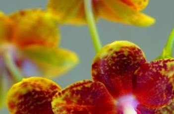 蝴蝶兰的栽培要点