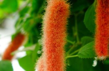 猫尾红的养护方法（猫尾红的养护方法视频）