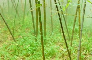 筠竹
