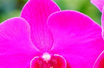 蝴蝶兰的繁殖方法（蝴蝶兰的养殖方法和注意事项）