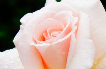 FairyDancers月季（AARS月季）