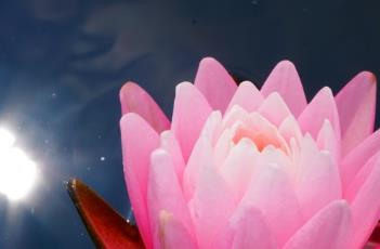 荷花与睡莲的区别