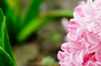 风信子的养殖方法