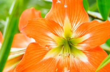 花朱顶红 花朱顶红