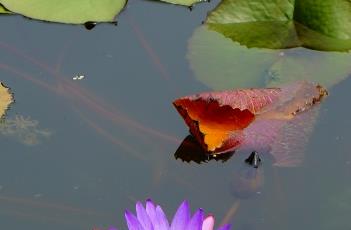 睡莲的繁殖方法