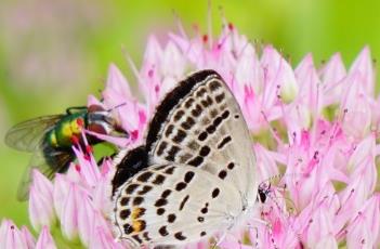 盆栽八宝景天的养殖方法
