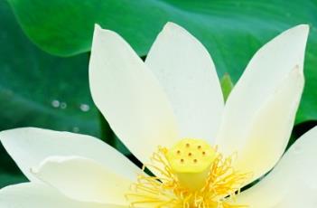 黄舞妃（黄舞妃荷花古诗）