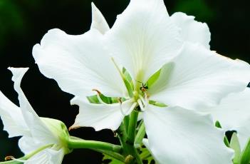 白花羊蹄甲 白花羊蹄甲树图片