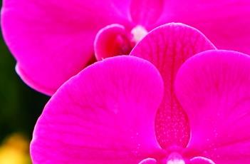 蝴蝶兰花期养护方式