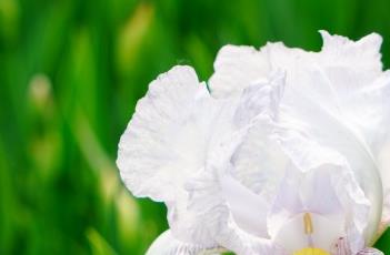 鸢尾花田间管理方法(鸢尾花的种植与管理)