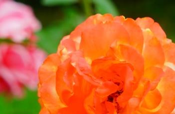 盆栽月季花的修剪方法