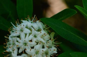 照山白（照山白图片）