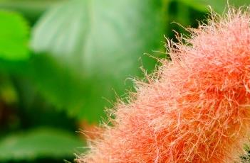 猫尾红（猫尾红怎么繁殖）