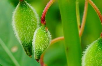 凤仙花的种植月份 凤仙花的种植月份