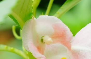 凤仙花的种植月份 凤仙花的种植月份