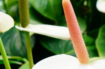 红掌的养护方法