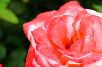 月季花的养殖方法