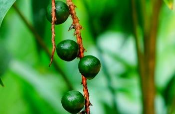 矮琼棕 矮琼棕有毒吗