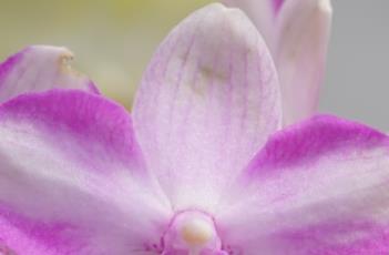 蝴蝶兰的繁殖方法