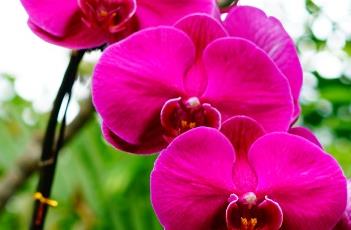 蝴蝶兰的病害（蝴蝶兰的病害及防治）