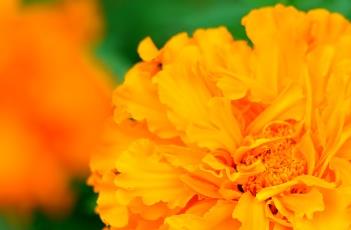 盆栽万寿菊的养护方法